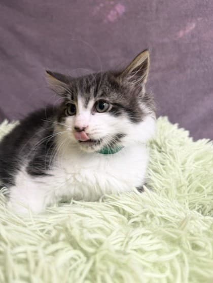 Verbena - Domestic Medium Hair Mix cat available for adoption at Nova Scotia SPCA in Halifax