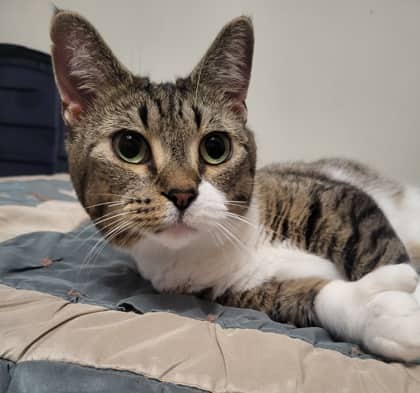 Tosey - Domestic Shorthair Mix available for adoption