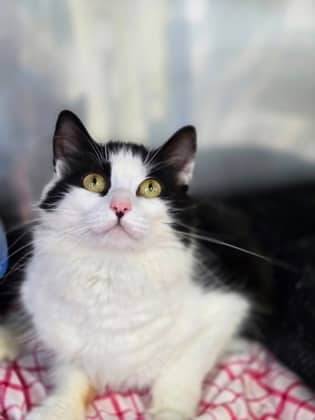 Dorothy - Domestic Shorthair Mix cat available for adoption at Nova Scotia SPCA in Halifax