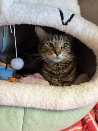 Autumn - Domestic Medium Hair Mix cat available for adoption at Nova Scotia SPCA in Halifax
