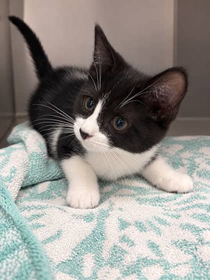 Roo - Domestic Shorthair Mix cat available for adoption at Nova Scotia SPCA in Halifax
