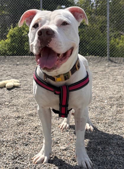 Opie - Terrier, Pit Bull Mix available for adoption in Calgary