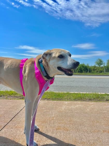 Blanka - PALLIATIVE - Greyhound Mix available for adoption at Nova Scotia SPCA in Halifax