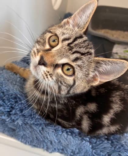 Lagoona Blue - Domestic Shorthair Mix cat available for adoption at Nova Scotia SPCA in Halifax