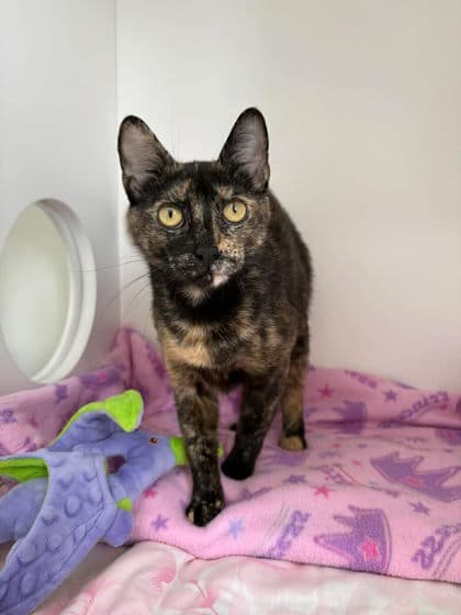 Mosaic - Domestic Shorthair Mix cat available for adoption in Calgary