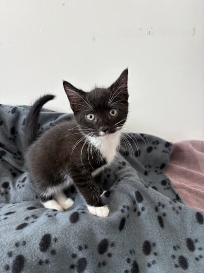 Maul - Domestic Shorthair Mix available for adoption