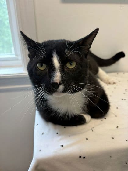 Sylvester - Domestic Shorthair Mix available for adoption