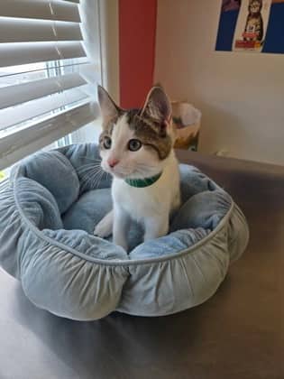 Augustus - Domestic Shorthair Mix cat available for adoption at Nova Scotia SPCA in Halifax