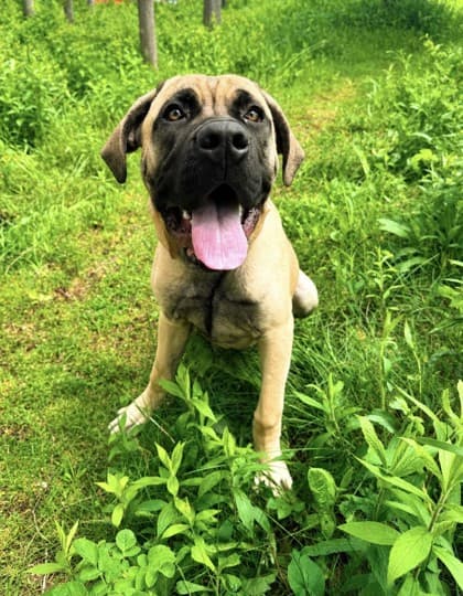 Milo - Mastiff Mix available for adoption