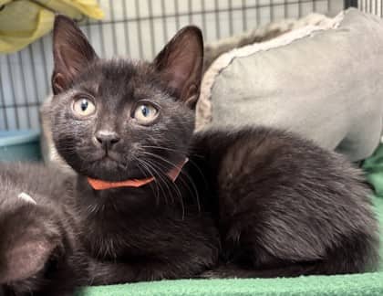 Phantom - Domestic Shorthair Mix available for adoption