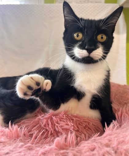 Mystery - Domestic Shorthair Mix cat available for adoption at Nova Scotia SPCA in Halifax