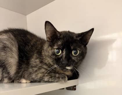 Sasha - Domestic Shorthair Mix cat available for adoption in Nova Scotia