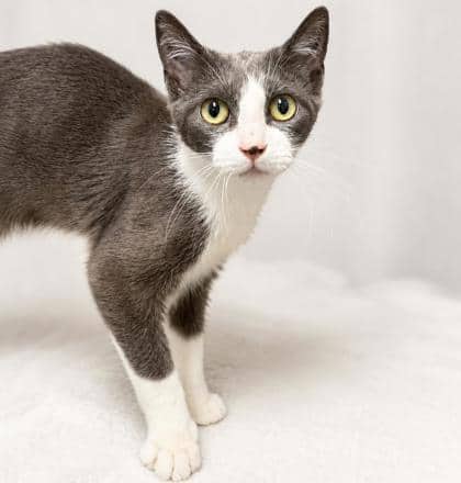 Dumpling - Domestic Shorthair Mix cat available for adoption at Nova Scotia SPCA in Halifax