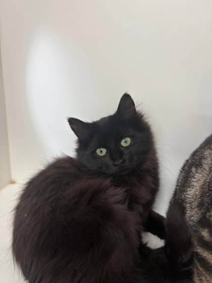 Sage - Domestic Medium Hair Mix cat available for adoption at Nova Scotia SPCA in Halifax