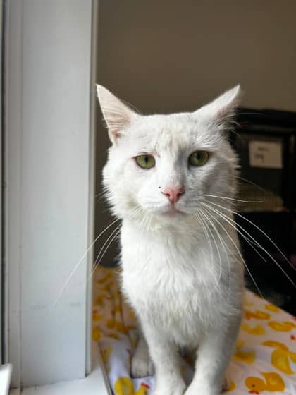 Yang - Domestic Shorthair Mix cat available for adoption at Nova Scotia SPCA in Halifax