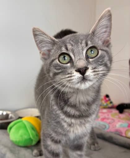 Graham Cracker - Domestic Shorthair Mix cat available for adoption at Nova Scotia SPCA in Halifax