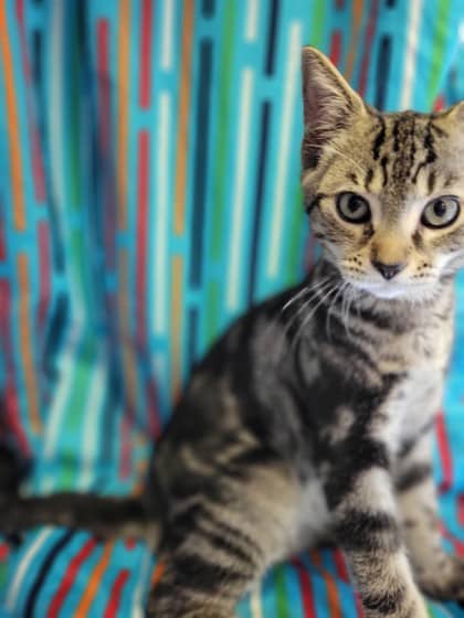 Greg - Domestic Shorthair Mix available for adoption