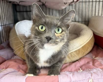 Lottie - Domestic Shorthair Mix cat available for adoption at Nova Scotia SPCA in Halifax