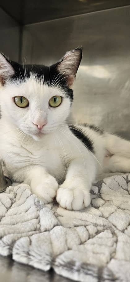 Tillie - Domestic Shorthair Mix cat available for adoption at Nova Scotia SPCA in Halifax