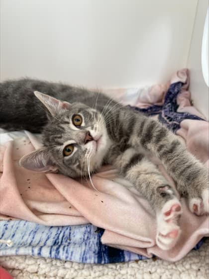 Tornado - Domestic Shorthair Mix cat available for adoption in Calgary