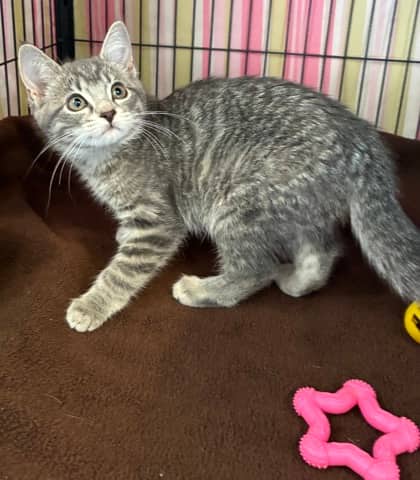 Lexus - Domestic Shorthair Mix available for adoption