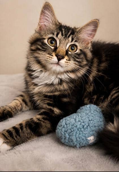 Bed Head - Domestic Medium Hair Mix cat available for adoption at Nova Scotia SPCA in Halifax
