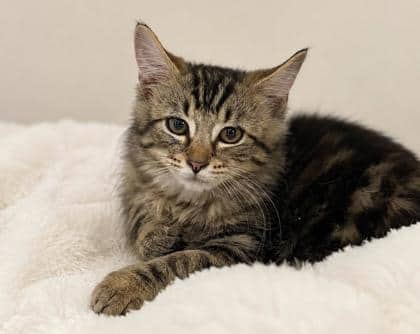 Gussy - Domestic Medium Hair Mix cat available for adoption at Nova Scotia SPCA in Halifax