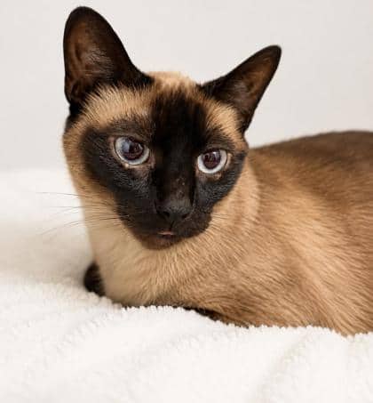 Smokey - Domestic Shorthair / Siamese cat available for adoption at Nova Scotia SPCA in Halifax