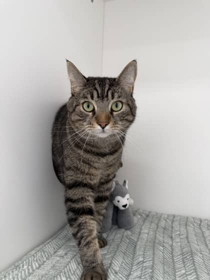 Choco - bonded to Zumie - Domestic Shorthair Mix cat available for adoption in Nova Scotia