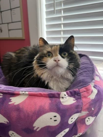 Shelby - Domestic Medium Hair Mix cat available for adoption at Nova Scotia SPCA in Halifax