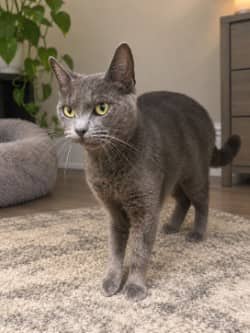 Minnie - Domestic Shorthair Mix available for adoption