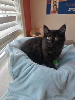 Wednesday - Domestic Medium Hair Mix available for adoption