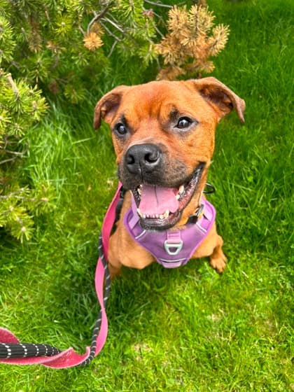 Chase - Boxer Mix available for adoption in Calgary