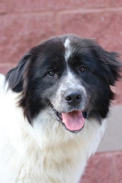 Raine - Landseer Mix available for adoption