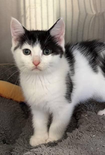 Forrest - Domestic Shorthair Mix available for adoption