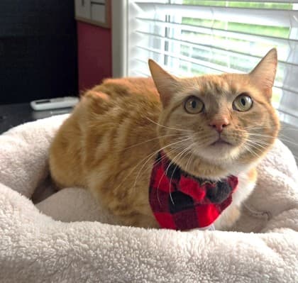 Sable - Domestic Shorthair Mix cat available for adoption in Calgary