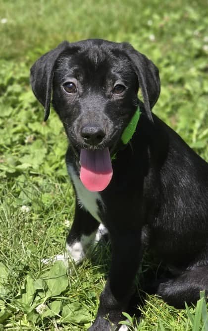Mittens - Dalmatian / Great Pyrenees available for adoption at Nova Scotia SPCA in Halifax