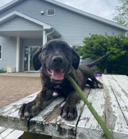 Nugget - Cane Corso / Mastiff available for adoption in Calgary