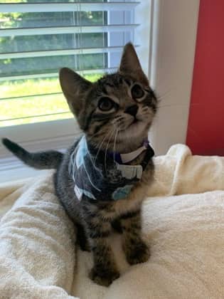Crusade - Domestic Medium Hair Mix available for adoption