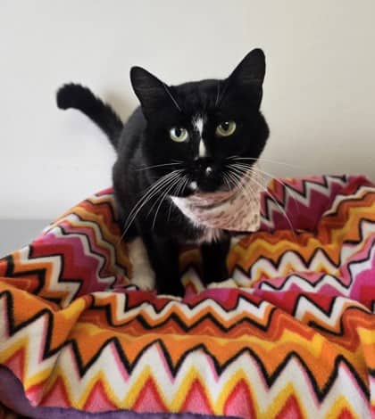 Swiper - Domestic Shorthair Mix available for adoption
