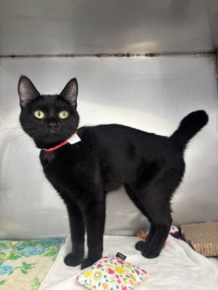 Twiggy - Domestic Shorthair Mix available for adoption