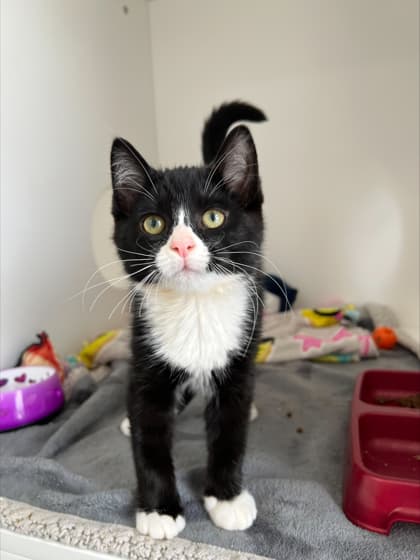 Billy - Domestic Shorthair Mix cat available for adoption in Calgary
