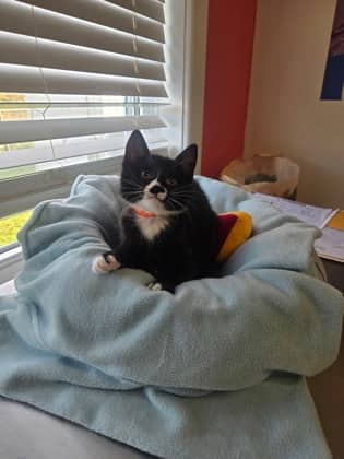 Hannah - Domestic Shorthair Mix available for adoption