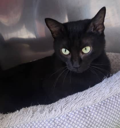 Ghibli - Domestic Shorthair Mix available for adoption