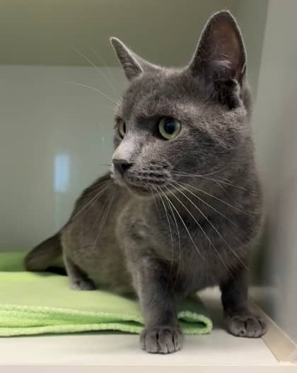 Kallie - Domestic Shorthair Mix cat available for adoption at Nova Scotia SPCA in Halifax