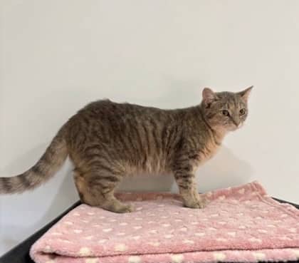 Lentil - Domestic Shorthair Mix cat available for adoption at Nova Scotia SPCA in Halifax