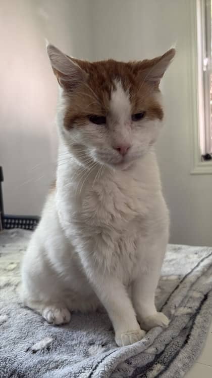 Hercules - Domestic Shorthair Mix cat available for adoption in Nova Scotia
