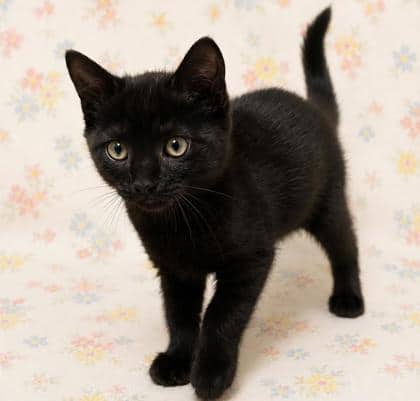 Galaxy - Domestic Shorthair Mix available for adoption