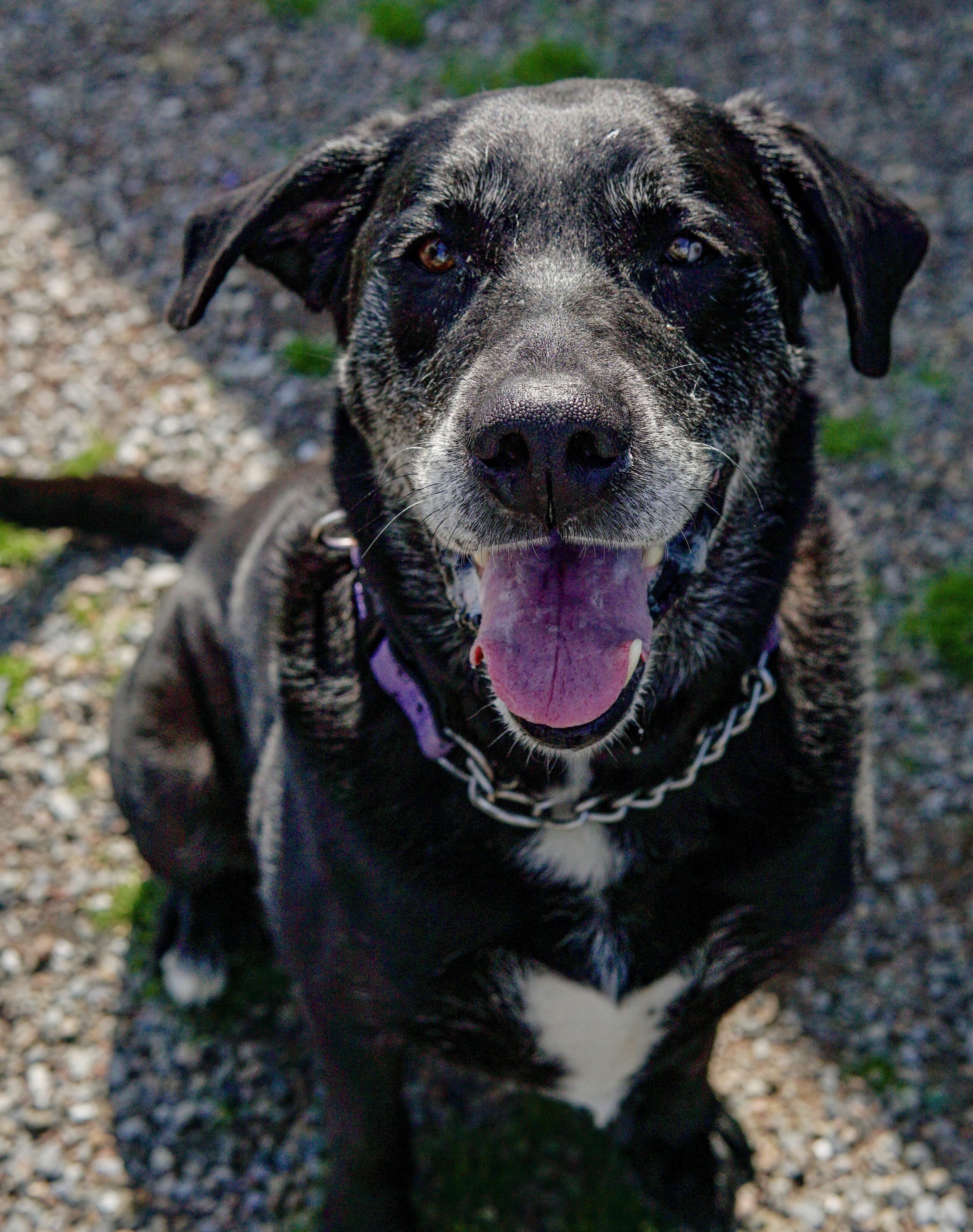 Rosco - Retriever, Labrador Mix available for adoption in Calgary