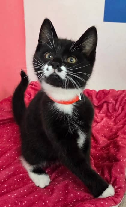 Speckles - Domestic Shorthair Mix cat available for adoption at Nova Scotia SPCA in Halifax